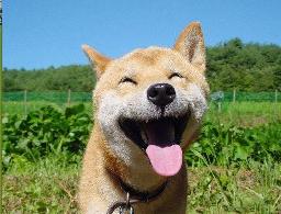 such happy doge