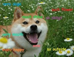 so outside doge