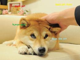 much pet doge